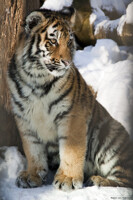 Tiger cub 23