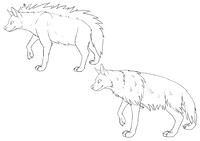 (F2u) Striped and Brown Hyena Bases