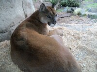 Chinook, female cougar