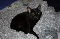 Kitty attitude