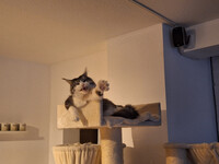 The mighty king on his throne 3