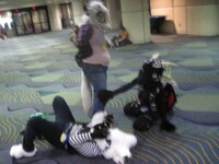 yottie, kuro and Cynder