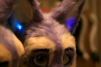 der with blue lights