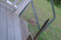 Wild Buneary Encountered In My Backyard!