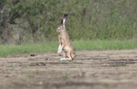 Jackrabbit 2