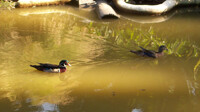 Wood ducks