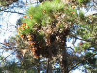 Monarch cluster
