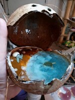 sea turtle in coconut