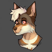 Tamaskan headshot (C)