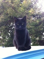 The Other OTHER Kitteh