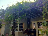 Wisteria in bloom