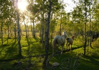 Leader and Followers