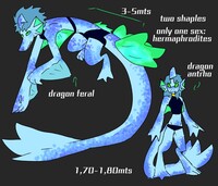 dragon mermaid specie