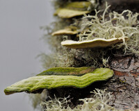 Lichen It