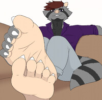 Close-up Raccoon Peets
