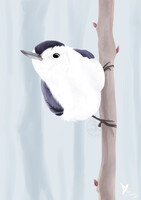 White-Breasted Nuthatch Study [PA]