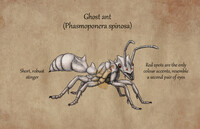 Speculative Skull Island Bullshit: Ghost ant