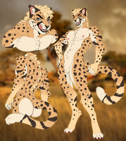 Cheetah adopt (sold)