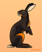 Belgian Hare