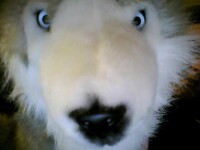 My plushie~
