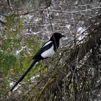 Blue-Eye Magpie