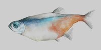 Fish.