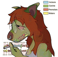 canid teeth