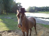 horsie wearing my hat