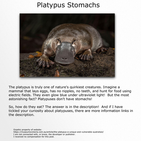 Platypuses Stomach by TimidGrizzly -- Fur Affinity [dot] net