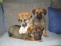 3 abandoned puppies in my house
