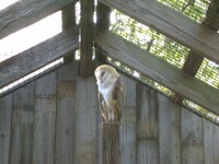 Barn Owl