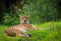 Dont mind me, I am just relaxing
