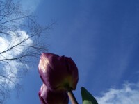 big tulips