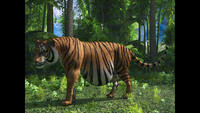 Tiger's belly 1 - Belly loop animation
