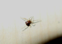 Triangulate Cobweb Spider