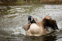 Splashing Goose