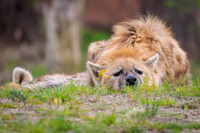 Hyena pile