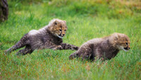 Little cubs racing league