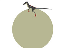 Raptor boy big belly