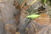 Southern Oak Bush Cricket on leaves