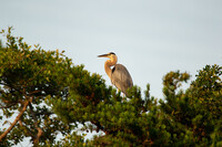 Blue Heron in a Tree