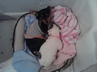 Shorty and Speckles