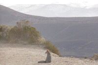 Patagonic view