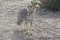 Fox Two