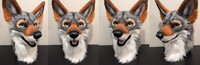 Coyote