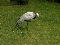 Crane grooming.