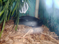 Black Mangrove snake sleeping.