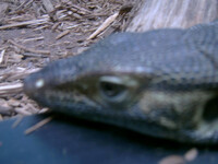 Monitor lizard face