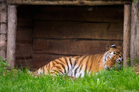 The napping hut