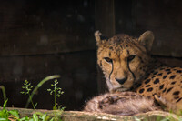 While the cubs sleep during the rain